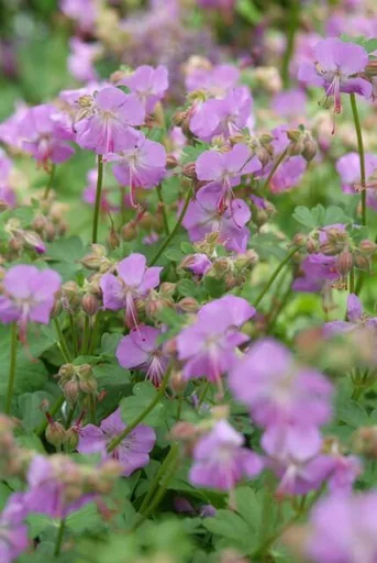Geranie 'Cambridge' 12er-Set (Geranium cantabrigiense) – winterharte Staude, Topf-Ø 9 cm, Höhe ca. 25 cm