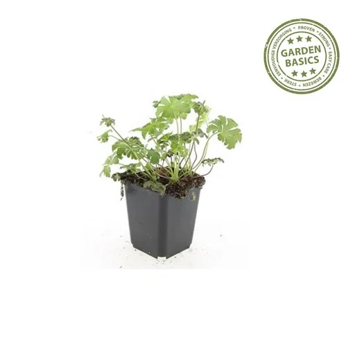 Geranie 'Cambridge' 12er-Set (Geranium cantabrigiense) – winterharte Staude, Topf-Ø 9 cm, Höhe ca. 25 cm