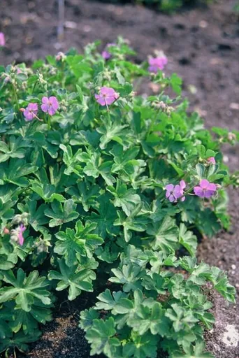Geranie 'Cambridge' 12er-Set (Geranium cantabrigiense) – winterharte Staude, Topf-Ø 9 cm, Höhe ca. 25 cm