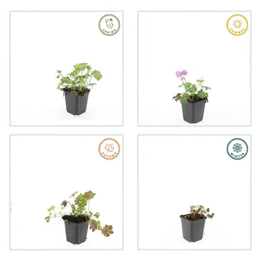 Geranie 'Cambridge' 60er-Set (Geranium cantabrigiense) – winterharte Staude, Topf-Ø 9 cm, Höhe ca. 25 cm