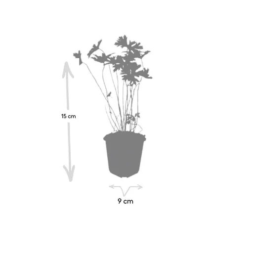 Johnson's-Storchschnabel 12er-Set (Geranium s) – winterharte Staude, Topf-Ø 9 cm, Höhe ca. 25 cm