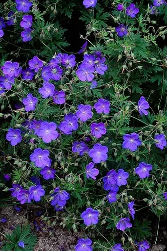Storchschnabel 'Johnson's Blue' 60er-Set (Geranium) – winterharte Staude, Topf-Ø 9 cm, Höhe ca. 25 cm