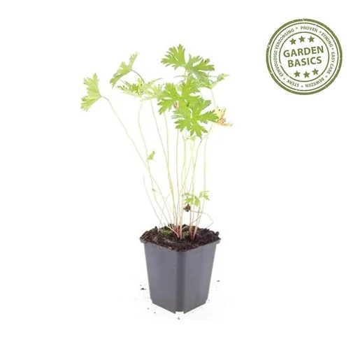 Storchschnabel 'Johnson's Blue' 60er-Set (Geranium) – winterharte Staude, Topf-Ø 9 cm, Höhe ca. 25 cm