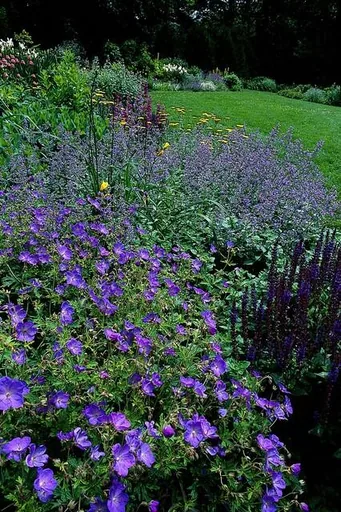 Storchschnabel 'Johnson's Blue' 60er-Set (Geranium) – winterharte Staude, Topf-Ø 9 cm, Höhe ca. 25 cm