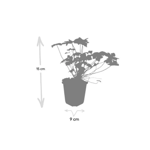 Geranie 'Czakor' 6er-Set (Geranium macrorrhizum) – winterharte Staude, Topf-Ø 9 cm, Höhe ca. 25 cm