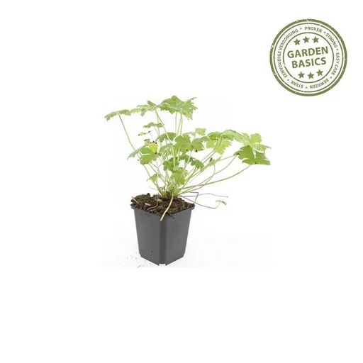Geranie 'Czakor' 6er-Set (Geranium macrorrhizum) – winterharte Staude, Topf-Ø 9 cm, Höhe ca. 25 cm