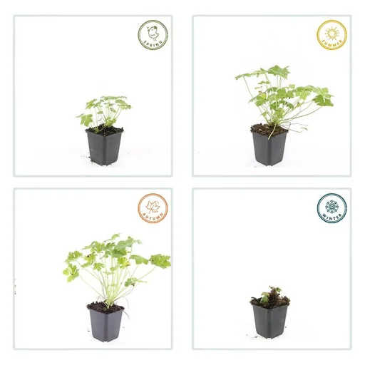 Geranie 'Czakor' 12er-Set (Geranium macrorrhizum) – winterharte Staude, Topf-Ø 9 cm, Höhe ca. 25 cm