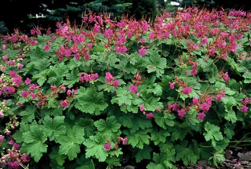 Geranie 'Czakor' 60er-Set (Geranium macrorrhizum) – winterharte Staude, Topf-Ø 9 cm, Höhe ca. 25 cm