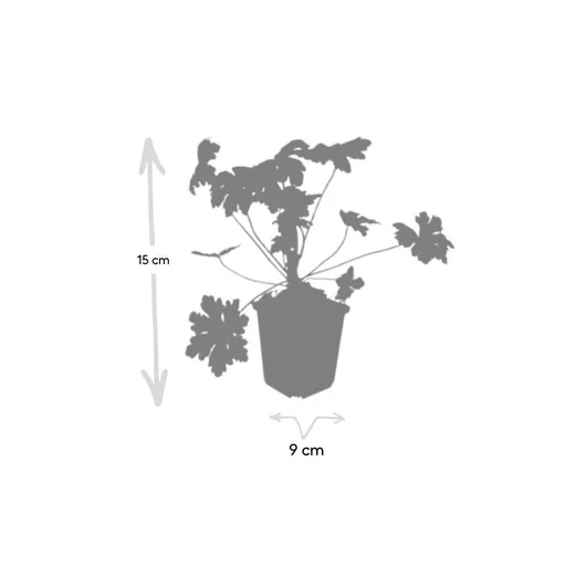 Balkan-Storchschnabel 'Ingwersen' 12er-Set (Geranium macrorrhizum) – winterharte Staude, Topf-Ø 9 cm, Höhe ca. 25 cm