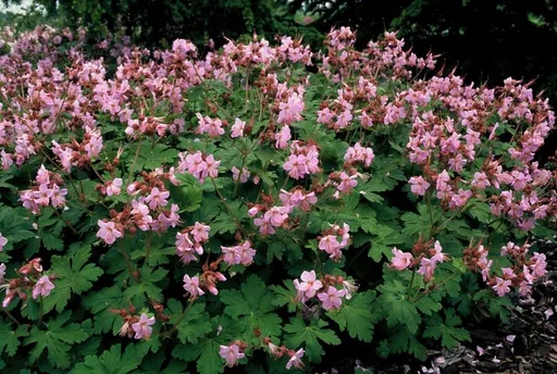 Balkan-Storchschnabel 'Ingwersen' 12er-Set (Geranium macrorrhizum) – winterharte Staude, Topf-Ø 9 cm, Höhe ca. 25 cm