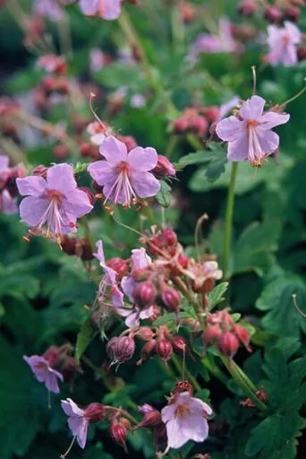 Balkan-Storchschnabel 'Ingwersen' 12er-Set (Geranium macrorrhizum) – winterharte Staude, Topf-Ø 9 cm, Höhe ca. 25 cm