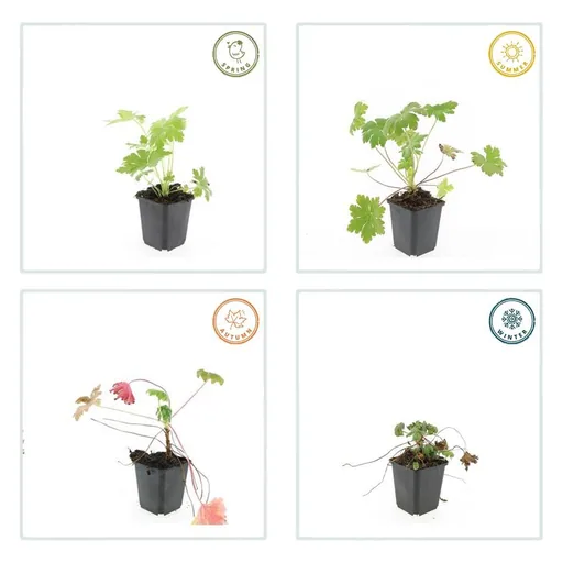 Storchschnabel 'Ingwersen' 60er-Set (Geranium) – winterharte Staude, Topf-Ø 9 cm, Höhe ca. 25 cm