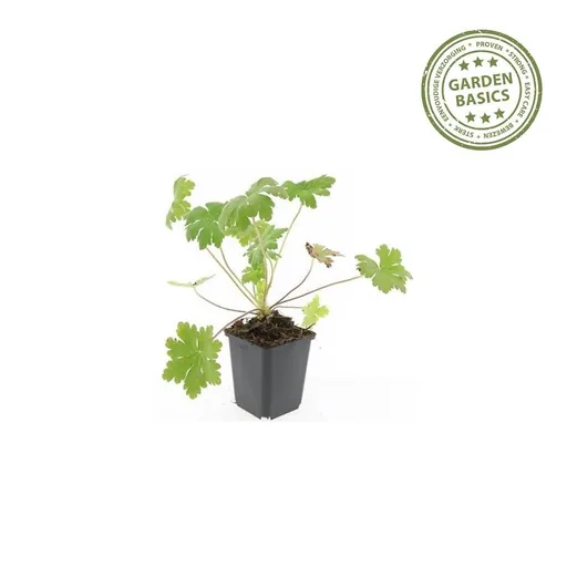 Storchschnabel 'Ingwersen' 60er-Set (Geranium) – winterharte Staude, Topf-Ø 9 cm, Höhe ca. 25 cm
