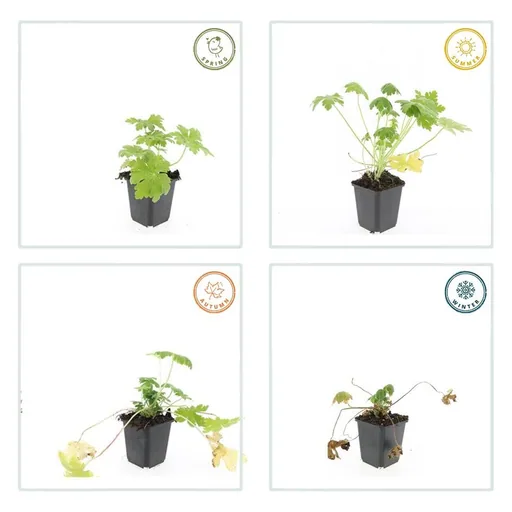 Geranie 'Spessart' 6er-Set (Geranium macrorrhizum) – winterharte Staude, Topf-Ø 9 cm, Höhe ca. 25 cm