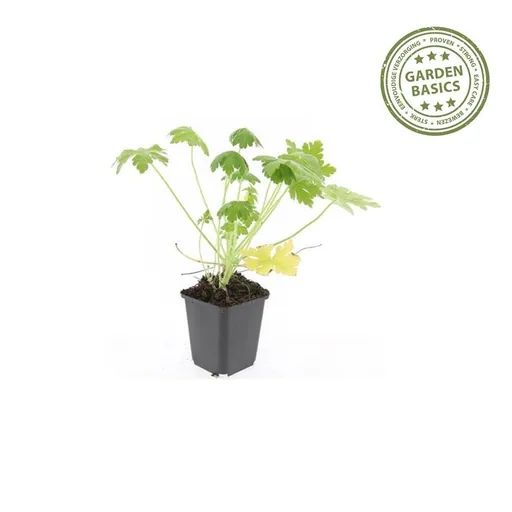 Geranie 'Spessart' 60er-Set (Geranium macrorrhizum) – winterharte Staude, Topf-Ø 9 cm, Höhe ca. 25 cm