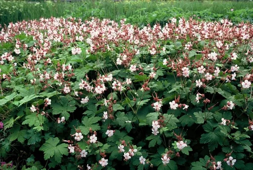 Geranie 'Spessart' 60er-Set (Geranium macrorrhizum) – winterharte Staude, Topf-Ø 9 cm, Höhe ca. 25 cm
