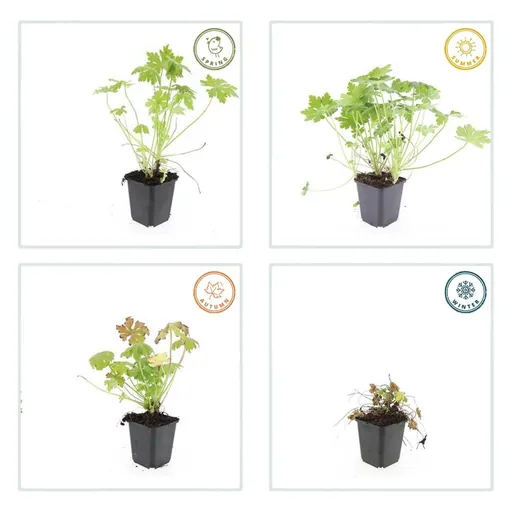 Balkan-Storchschnabel 12er-Set (Geranium macrorrhizum) – winterharte Bodendecker-Staude, Topf-Ø 9 cm, Höhe ca. 25 cm