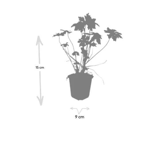 Balkan-Storchschnabel 12er-Set (Geranium macrorrhizum) – winterharte Bodendecker-Staude, Topf-Ø 9 cm, Höhe ca. 25 cm