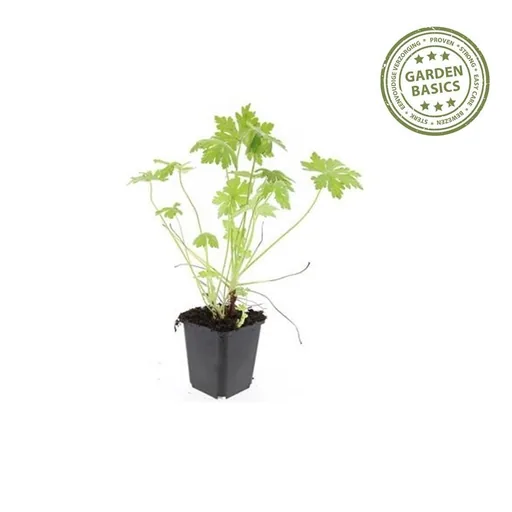 Balkan-Storchschnabel 60er-Set (Geranium macrorrhizum) – winterharte Bodendecker-Staude, Topf-Ø 9 cm, Höhe ca. 25 cm