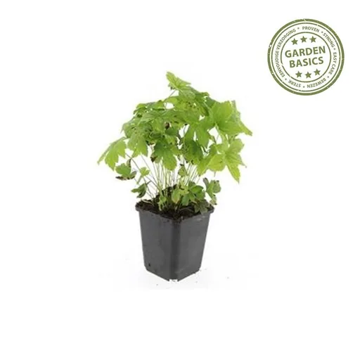 Knotiger Storchschnabel 6er-Set (Geranium nodosum) – winterharte Staude, Topf-Ø 9 cm, Höhe ca. 25 cm