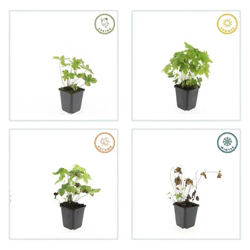 Knotiger Storchschnabel 6er-Set (Geranium nodosum) – winterharte Staude, Topf-Ø 9 cm, Höhe ca. 25 cm