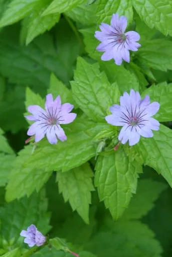 Knoten-Storchschnabel 12er-Set (Geranium nodosum) – winterharte Schattenstaude, Topf-Ø 9 cm, Höhe ca. 25 cm