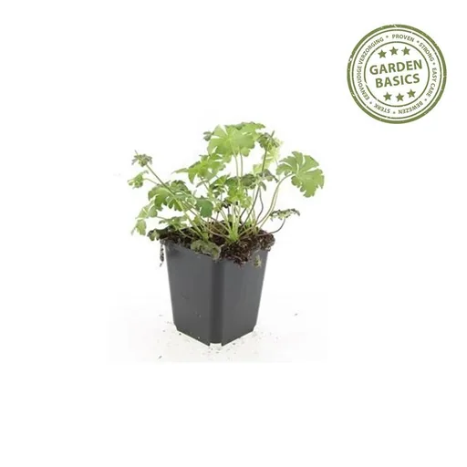 Blut-Storchschnabel 'Album' 12er-Set (Geranium sanguineum) – winterharte Staude, Topf-Ø 9 cm, Höhe ca. 25 cm