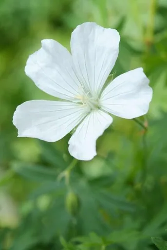 Blut-Storchschnabel 'Album' 60er-Set (Geranium sanguineum) – winterharte Staude, Topf-Ø 9 cm, Höhe ca. 25 cm