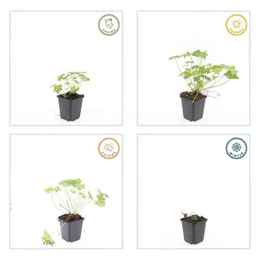 Geranie 'Tiny Monster' 6er-Set (Geranium) – winterharte Staude, Topf-Ø 9 cm, Höhe ca. 25 cm
