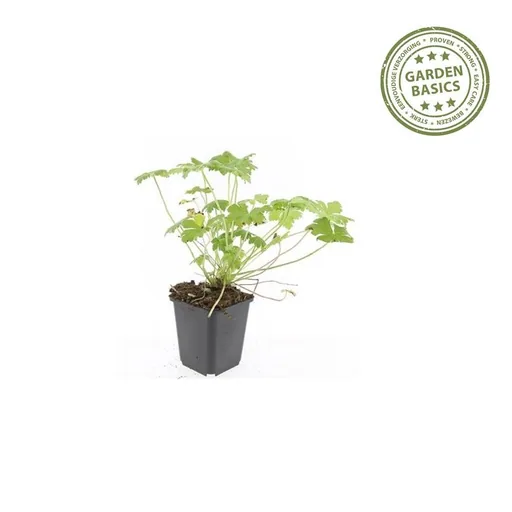 Geranie 'Tiny Monster' 6er-Set (Geranium) – winterharte Staude, Topf-Ø 9 cm, Höhe ca. 25 cm