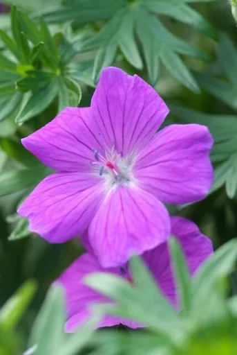 Geranie 'Tiny Monster' 60er-Set (Geranium) – winterharte Staude, Topf-Ø 9 cm, Höhe ca. 25 cm