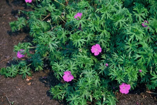 Geranie 'Tiny Monster' 60er-Set (Geranium) – winterharte Staude, Topf-Ø 9 cm, Höhe ca. 25 cm