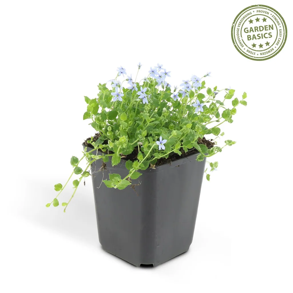 Blauer Bubikopf 6er-Set (Isotoma fluviatilis) – winterharte Bodendecker-Staude, Topf-Ø 9 cm, Höhe ca. 25 cm