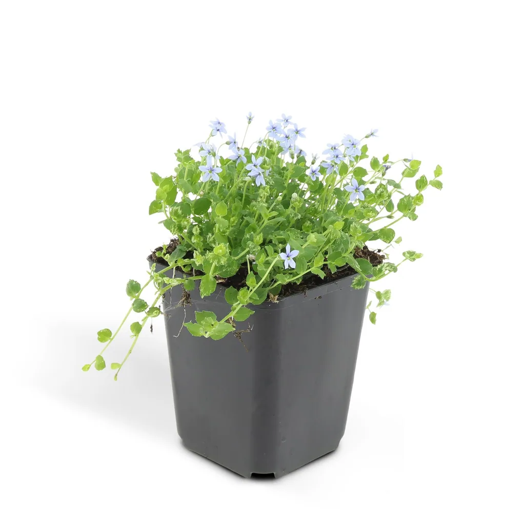 Blauer Bubikopf 6er-Set (Isotoma fluviatilis) – winterharte Bodendecker-Staude, Topf-Ø 9 cm, Höhe ca. 25 cm