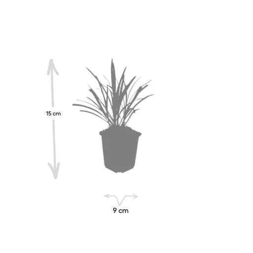 Lilientraube 'Ingwersen' 6er-Set (Liriope muscari) – winterharte immergrüne Staude, Topf-Ø 9 cm, Höhe ca. 25 cm