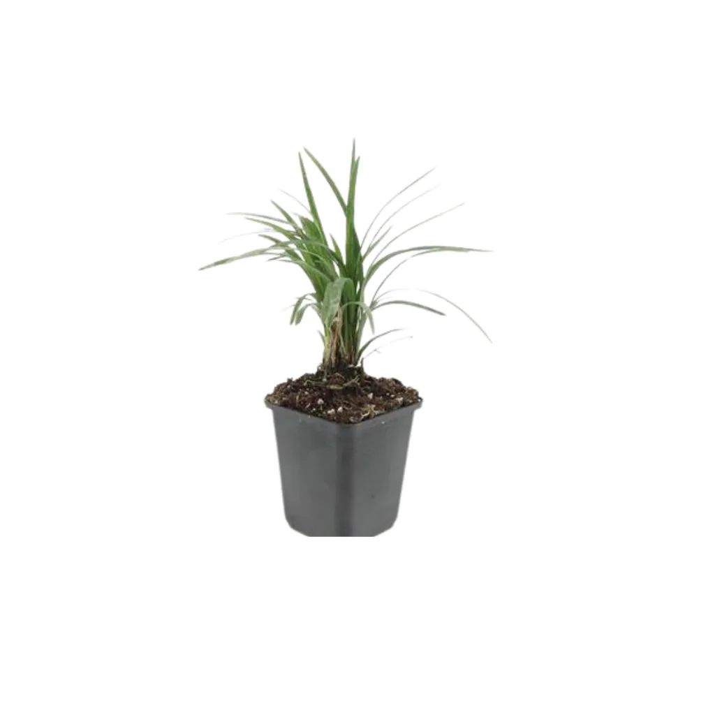 Lilientraube 'Moneymaker' 60er-Set (Liriope muscari) – winterharte immergrüne Staude, Topf-Ø 9 cm, Höhe ca. 25 cm