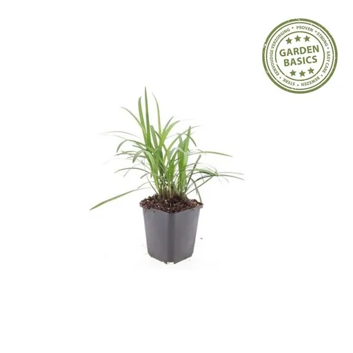 Lilientraube 'Monroe White' 60er-Set (Liriope muscari) – winterharte immergrüne Staude, Topf-Ø 9 cm, Höhe ca. 25 cm