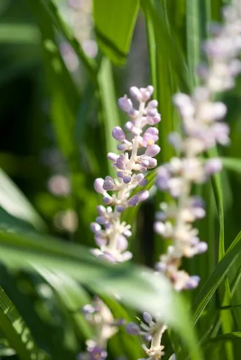 Lilientraube 'Monroe White' 60er-Set (Liriope muscari) – winterharte immergrüne Staude, Topf-Ø 9 cm, Höhe ca. 25 cm