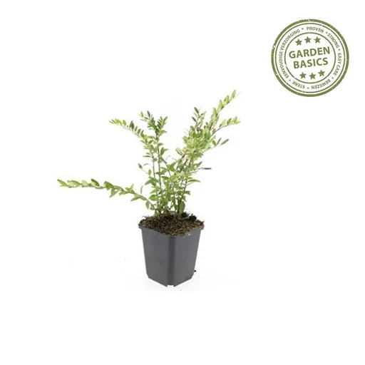 Boden-Heckenkirsche 60er-Set (Lonicera pileata) – winterharter Bodendecker, Topf-Ø 9 cm, Höhe ca. 25 cm