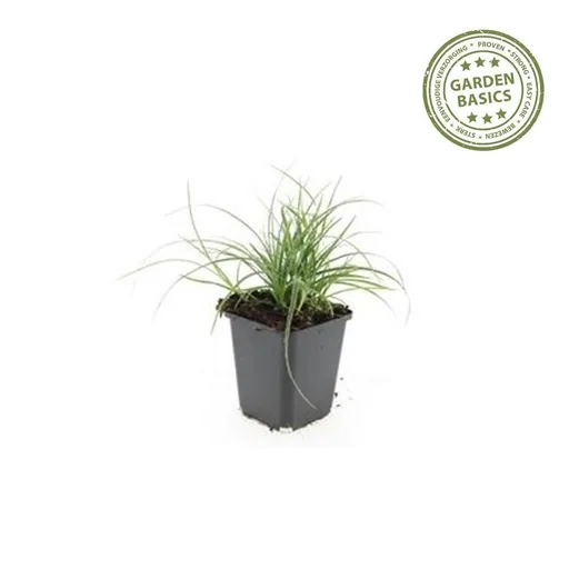 Schneemarbel 60er-Set (Luzula nivea) – winterhartes Ziergras, Topf-Ø 9 cm, Höhe ca. 25 cm