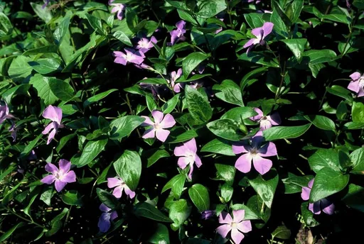 Großes Immergrün 6er-Set (Vinca major) – winterharter Bodendecker, Topf-Ø 9 cm, Höhe ca. 25 cm