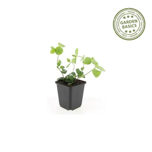 Großes Immergrün 12er-Set (Vinca major) – winterharter Bodendecker, Topf-Ø 9 cm, Höhe ca. 25 cm