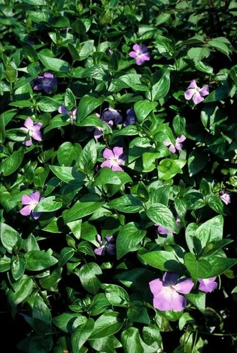 Großes Immergrün 60er-Set (Vinca major) – winterharter Bodendecker, Topf-Ø 9 cm, Höhe ca. 25 cm