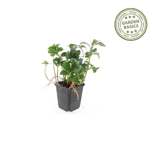 Dickmännchen 'Green Sheen' 60er-Set (Pachysandra terminalis) – winterharter Bodendecker, Topf-Ø 9 cm, Höhe ca. 10–25 cm