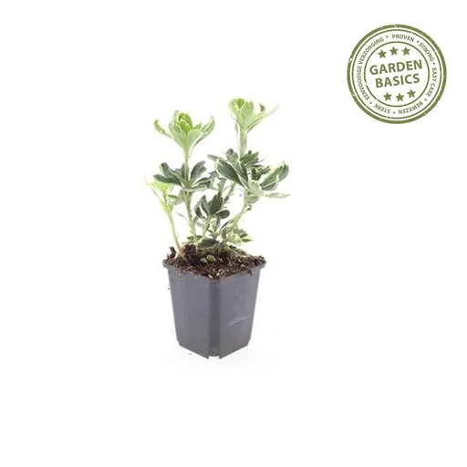 Ysander 'Variegata' 6er-Set (Pachysandra terminalis) – winterharte Bodendecker-Staude, Topf-Ø 9 cm, Höhe ca. 25 cm