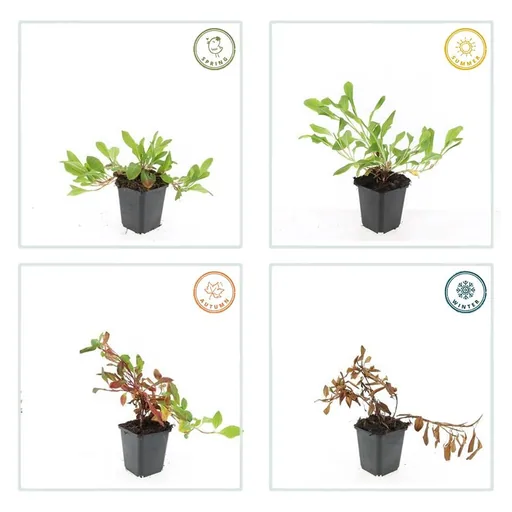 Teppichknöterich 'Darjeeling Red' 60er-Set (Persicaria affinis) – winterharte Bodendecker-Staude, Topf-Ø 9 cm, Höhe ca. 25 cm