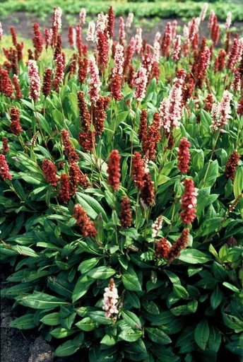 Teppichknöterich 'Darjeeling Red' 60er-Set (Persicaria affinis) – winterharte Bodendecker-Staude, Topf-Ø 9 cm, Höhe ca. 25 cm