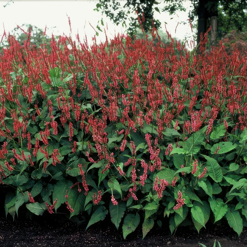 Kerzenknöterich 12er-Set (Persicaria amplexicaulis) – winterharte Staude, Topf-Ø 9 cm, Höhe ca. 25 cm