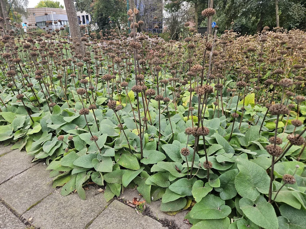 Syrisches Brandkraut 12er-Set (Phlomis russeliana) – winterharte Staude, Topf-Ø 9 cm, Höhe ca. 25 cm