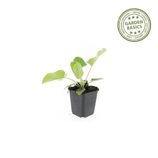 Syrisches Brandkraut 12er-Set (Phlomis russeliana) – winterharte Staude, Topf-Ø 9 cm, Höhe ca. 25 cm